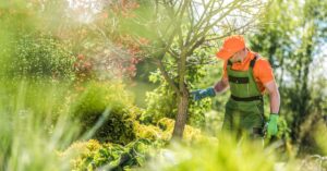 A man in overalls, wearing green gardening gloves and clippers, inspects a bare tree in a garden on a sunny day.