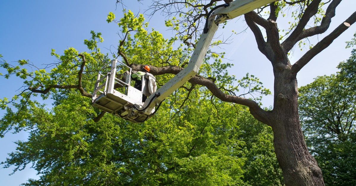 A close-up of a large pruner cutting into the branch of a tree with bushes and a grassy lawn in the background.