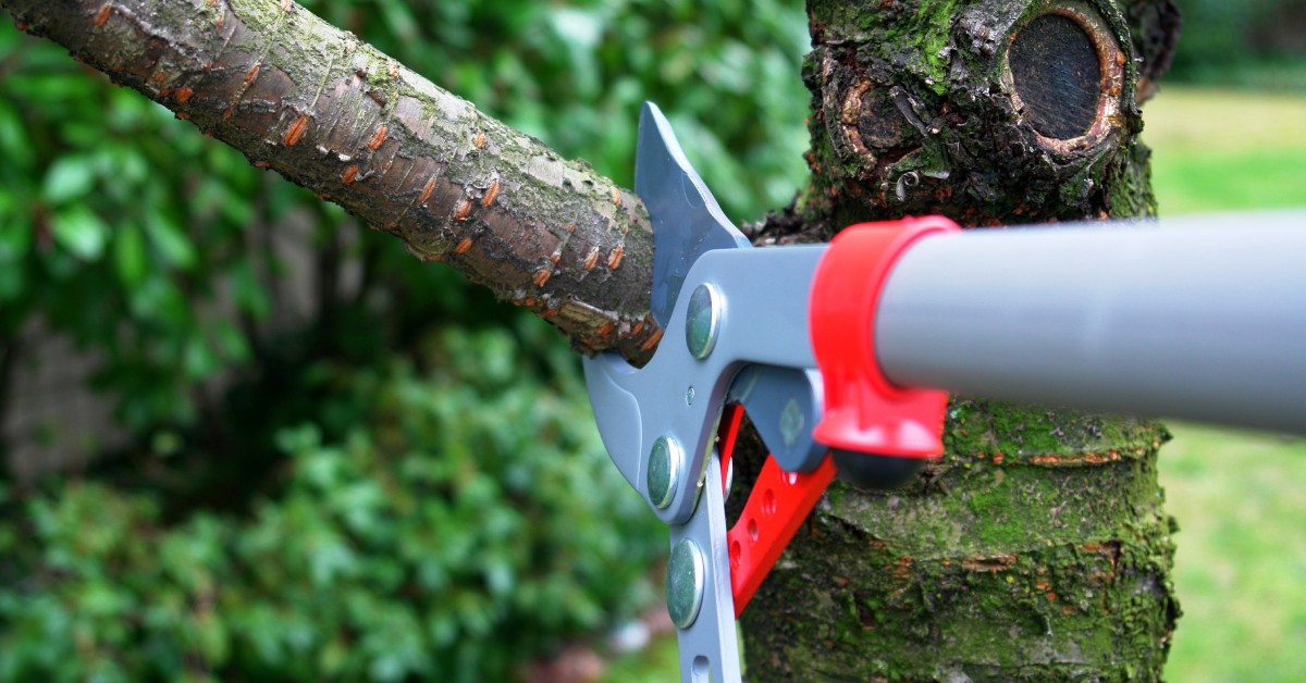 A close-up of a large pruner cutting into the branch of a tree with bushes and a grassy lawn in the background.
