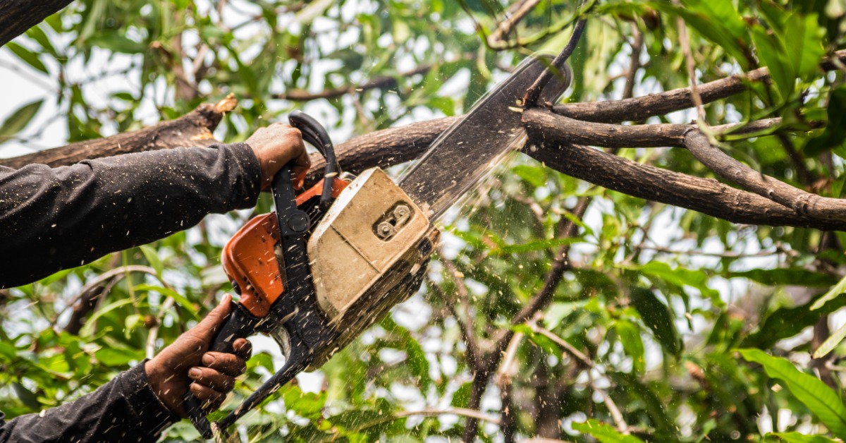 A close-up of a man raising a chainsaw into the air to cut the branch of a tree with other leaves in the background.