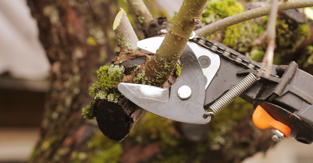 A close-up of a tree pruning shears open around a small branch of a tree with brown bark and green moss.