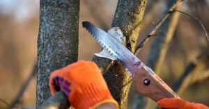 A close-up of a person with orange gardening gloves using a handsaw to prune the branch off a tree in autumn.