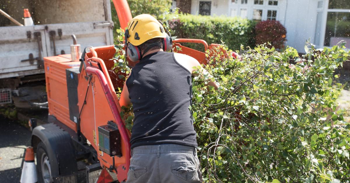 A rear view of a man in a hard hat and protective hearing aids feeding a tree branch with leaves into a wood chipper.