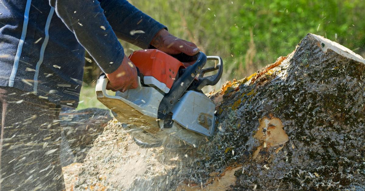 A close-up of a man using a chainsaw to cut into the trunk of a felled tree, with sawdust spraying everywhere.