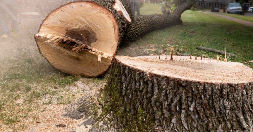 A freshly cut large tree lying on the front lawn of a home next to its stump with piles of sawdust surrounding it.
