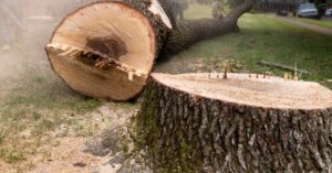 A freshly cut large tree lying on the front lawn of a home next to its stump with piles of sawdust surrounding it.