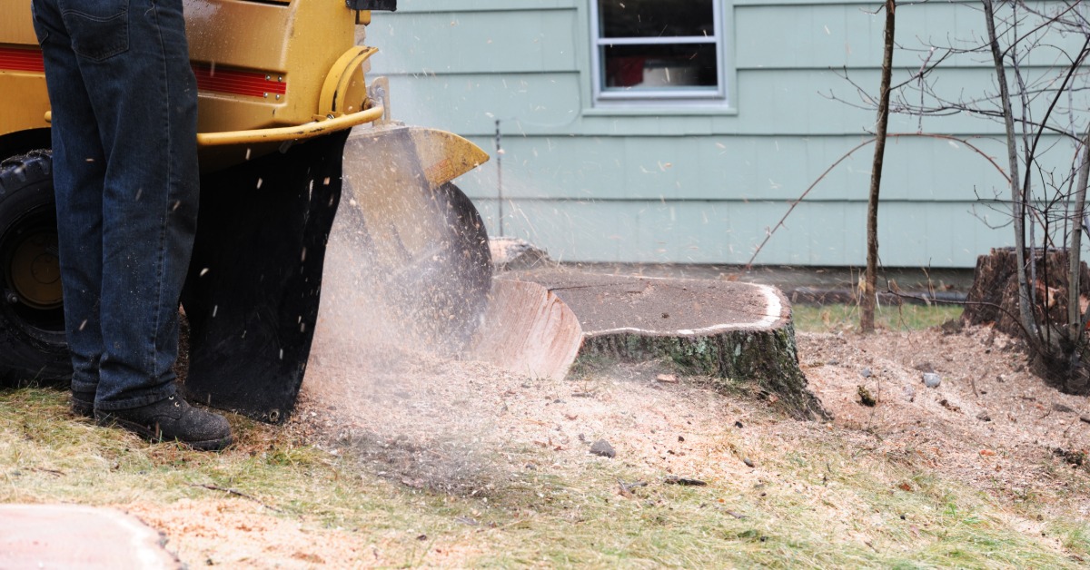 A rear view of an operator using an industrial tree stunmp grinder to destroy a tree stump next to a house.