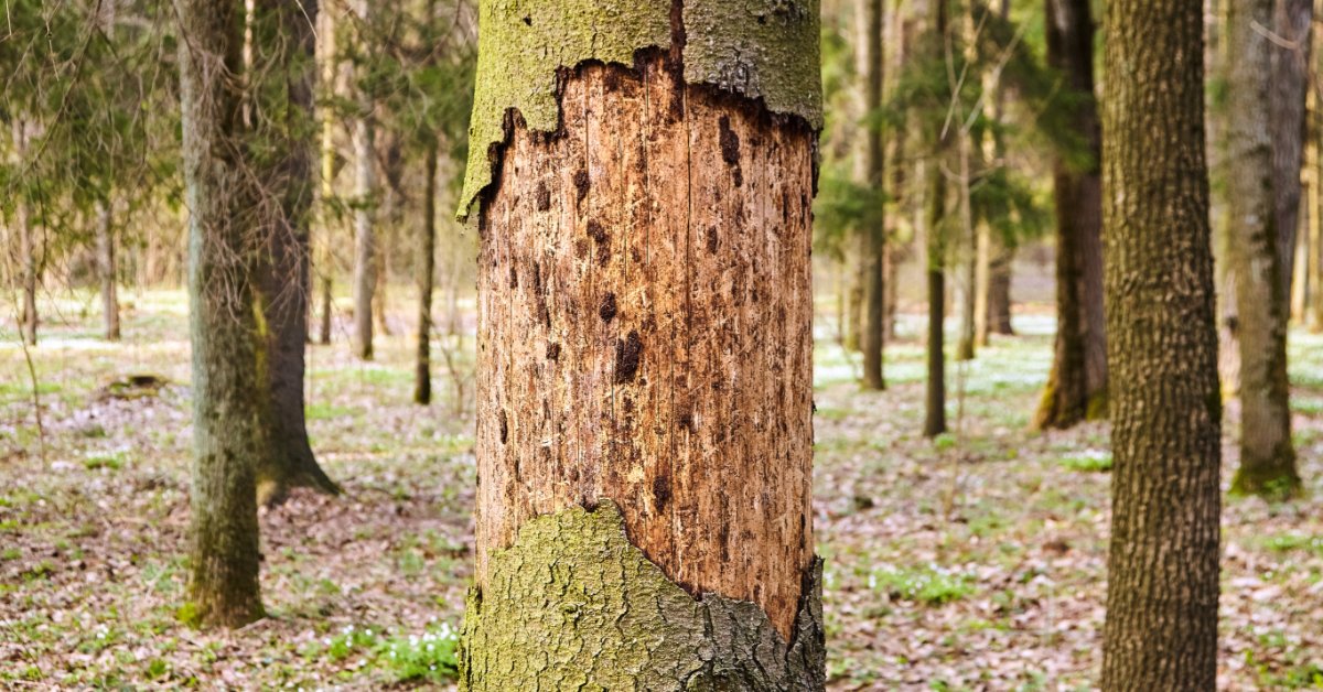 The trunk of a spruce tree with exfoliating bark in the middle of a forest. The diseased tree is damaged by bark beetles.