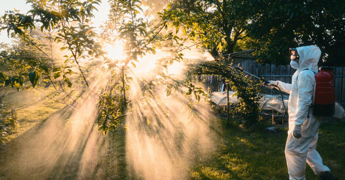 A person in a white protective suit, goggles, and a face mask sprays an orchard tree with a mist at sunrise.
