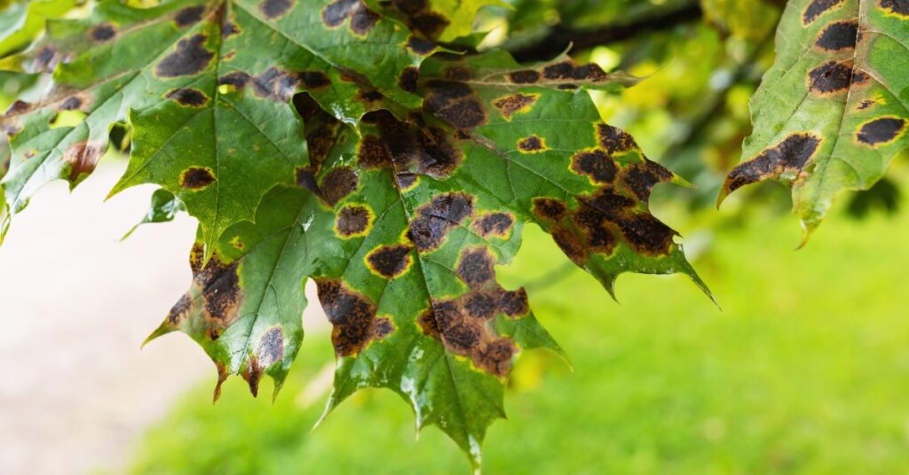 A close-up of the leaves of a maple tree with dark spots from the pathogen Rhytisma Acerinum during the day.