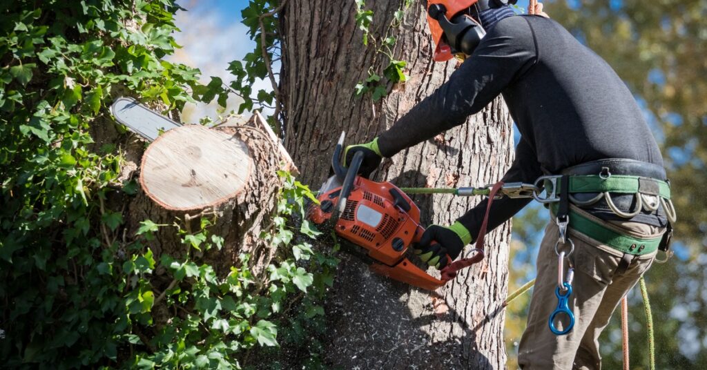 A man in a hard hat attached to the trunk of a tree via a safety harness uses a chainsaw to cut off a branch.