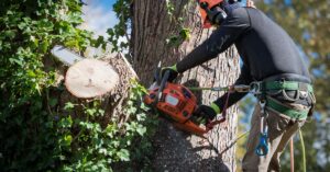 A man in a hard hat attached to the trunk of a tree via a safety harness uses a chainsaw to cut off a branch.