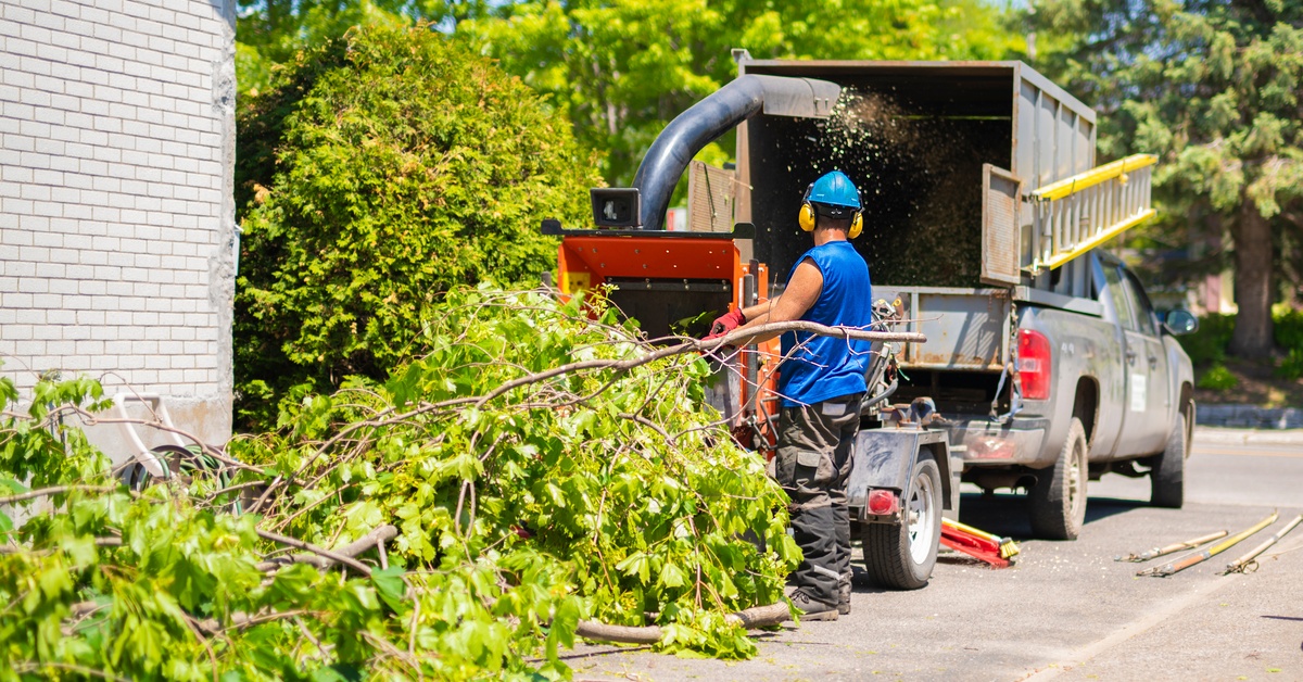 A man wearing a hard hat and ear protection placing freshly-cut tree branches into a wood chipper attached to a truck.