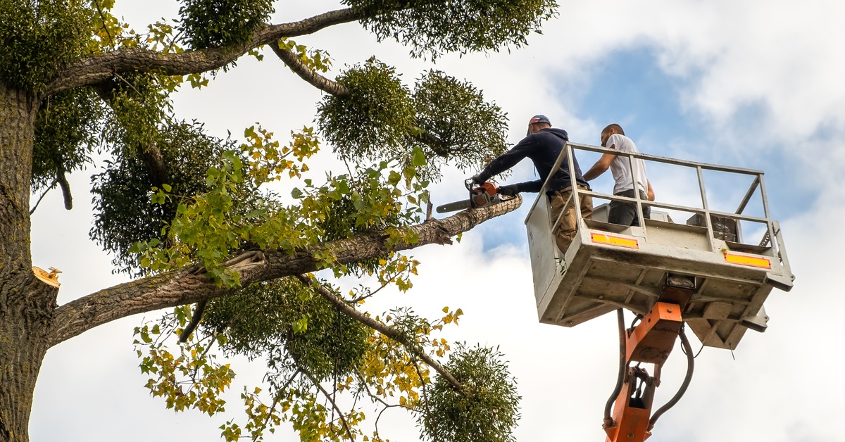 Two main standing on the platform of a chair lift near a tree. One man is using a chainsaw to cut off a branch.